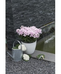 Floks ‘Flame Pro Soft Pink’ – Pastelowy Róż i Zapach Lata | Lavender-Byliny