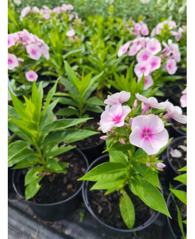 Floks ‘Flame Pro Soft Pink’ – Pastelowy Róż i Zapach Lata | Lavender-Byliny