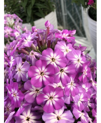 Floks ‘Flame Pro Violet Charm’ (Phlox paniculata)