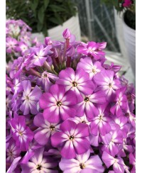 Floks ‘Flame Pro Violet Charm’ (Phlox paniculata)