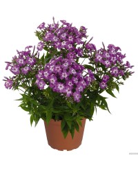 Floks ‘Flame Pro Violet Charm’ (Phlox paniculata)