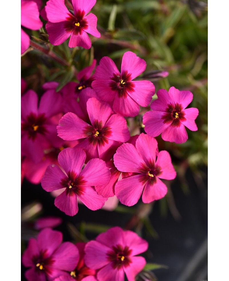 Floks ‘Spring® Scarlet’ (Phlox subulata)