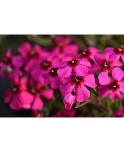 Floks ‘Spring® Scarlet’ (Phlox subulata)