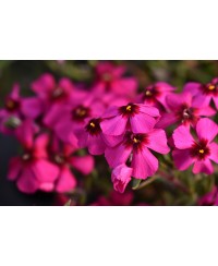 Floks ‘Spring® Scarlet’ (Phlox subulata)