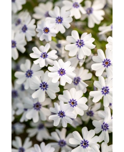 Floks szydlasty ‘Bavaria’ (Phlox subulata)