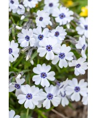 Floks szydlasty ‘Bavaria’ (Phlox subulata)
