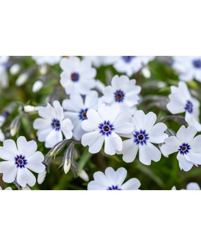 Floks szydlasty ‘Bavaria’ (Phlox subulata)