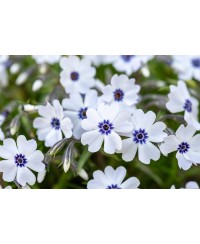 Floks szydlasty ‘Bavaria’ (Phlox subulata)