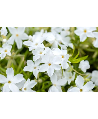 Floks ‘White Delight’ – Śnieżnobiały Dywan Wiosny | Lavender-Byliny