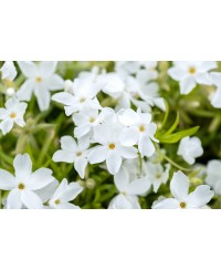 Floks ‘White Delight’ – Śnieżnobiały Dywan Wiosny | Lavender-Byliny