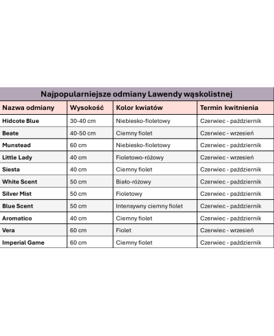 Lawenda 'Vera' – Klasyczna Lawenda Lekarska | Lavender-Byliny