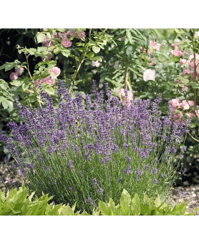 Lawenda wąskolistna 'Vera' (Lavandula angustifolia)