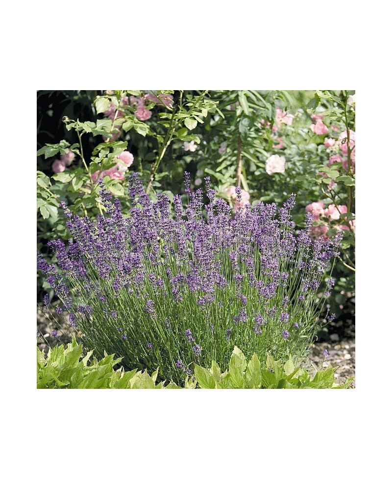 Lawenda wąskolistna 'Vera' (Lavandula angustifolia)