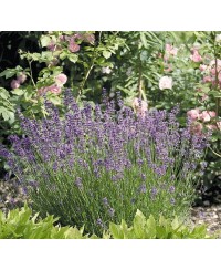 Lawenda wąskolistna 'Vera' (Lavandula angustifolia)