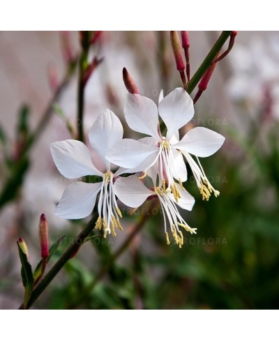 Gaura 'Whirling Butterflies' (Gaura lindheimeri)