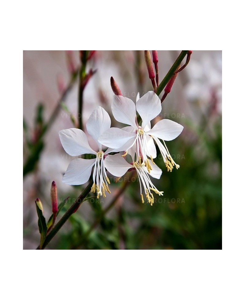 Gaura 'Whirling Butterflies' (Gaura lindheimeri)