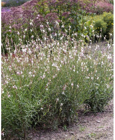 Gaura 'Whirling Butterflies' (Gaura lindheimeri)