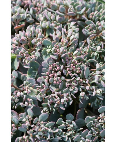 Rozchodnik 'Lidakense' (Sedum cauticola)