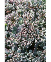 Rozchodnik 'Lidakense' (Sedum cauticola)