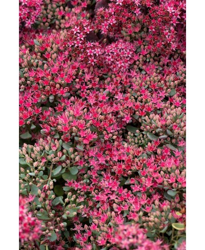 Rozchodnik 'Lidakense' (Sedum cauticola)