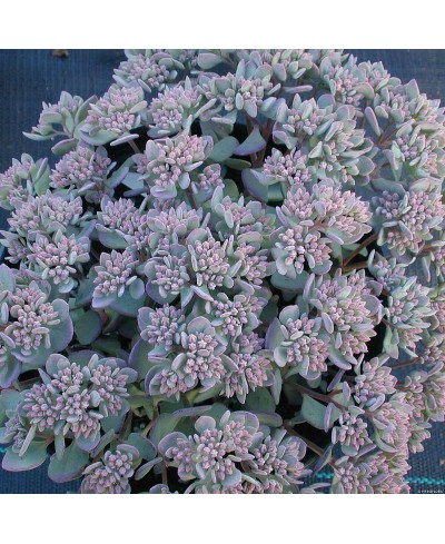 Rozchodnik 'Lidakense' (Sedum cauticola)