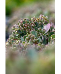 Rozchodnik 'Lidakense' (Sedum cauticola)