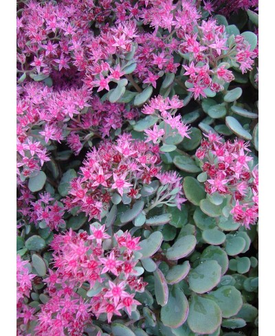 Rozchodnik 'Lidakense' (Sedum cauticola)