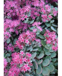 Rozchodnik 'Lidakense' (Sedum cauticola)