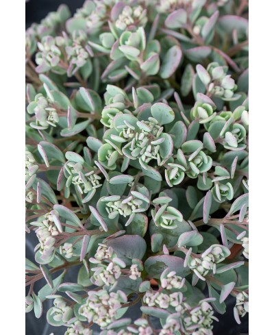Rozchodnik 'Lidakense' (Sedum cauticola)