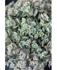 Rozchodnik 'Lidakense' (Sedum cauticola)