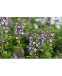 Macierzanka cytrynowa ‘E.B. Anderson’ (Thymus citriodorus)