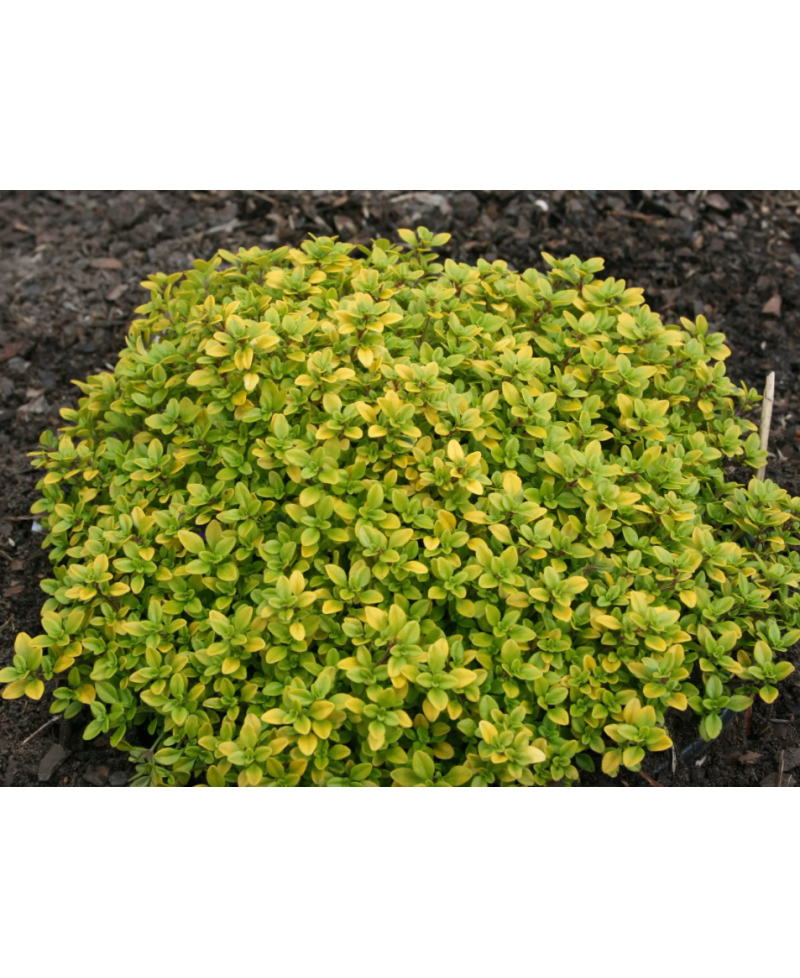 Macierzanka cytrynowa ‘E.B. Anderson’ (Thymus citriodorus)