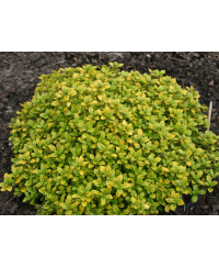 Macierzanka cytrynowa ‘E.B. Anderson’ (Thymus citriodorus)