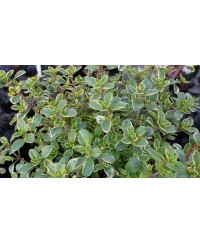 Macierzanka cytrynowa ‘Gold Lemon’ (Thymus citriodorus)