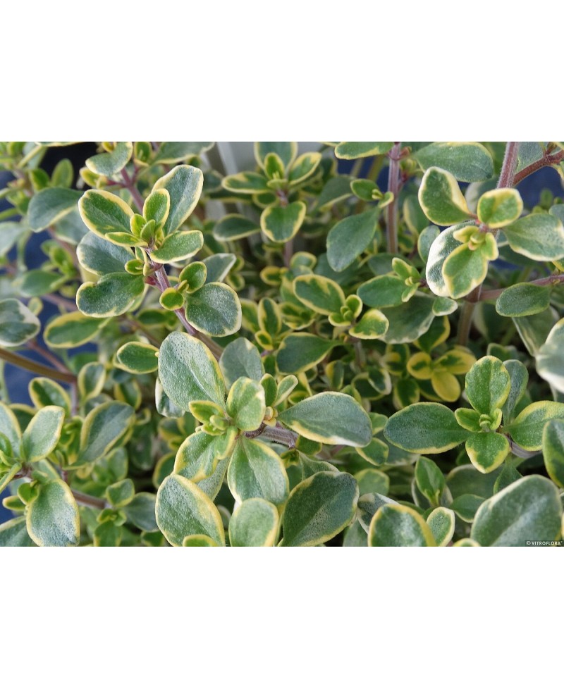 Macierzanka cytrynowa ‘Gold Lemon’ (Thymus citriodorus)