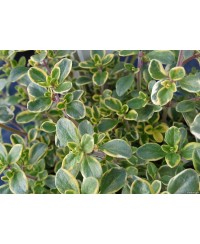 Macierzanka cytrynowa ‘Gold Lemon’ (Thymus citriodorus)