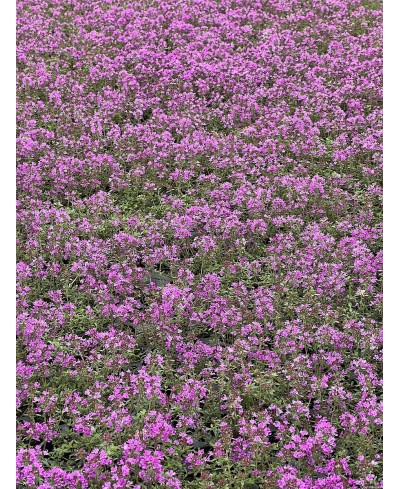 Macierzanka wczesna 'Red Carpet' (Thymus praecox)