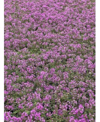 Macierzanka wczesna 'Red Carpet' (Thymus praecox)