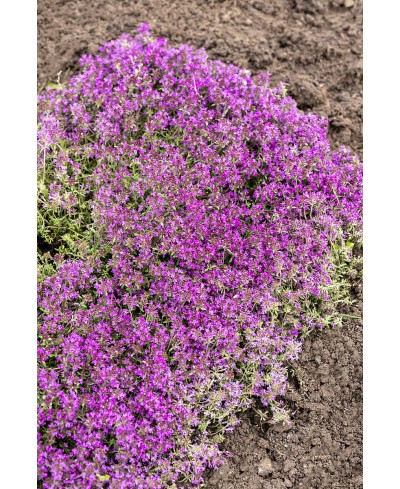Macierzanka wczesna 'Red Carpet' (Thymus praecox)