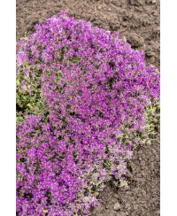 Macierzanka wczesna 'Red Carpet' (Thymus praecox)