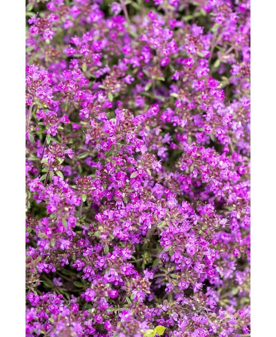 Macierzanka wczesna 'Red Carpet' (Thymus praecox)