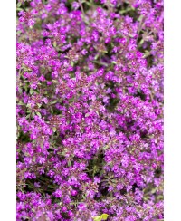 Macierzanka wczesna 'Red Carpet' (Thymus praecox)