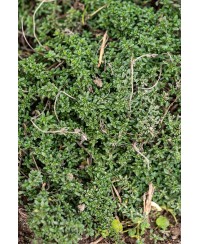 Macierzanka wczesna 'Red Carpet' (Thymus praecox)