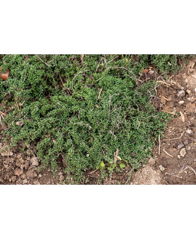 Macierzanka wczesna 'Red Carpet' (Thymus praecox)