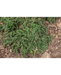 Macierzanka wczesna 'Red Carpet' (Thymus praecox)