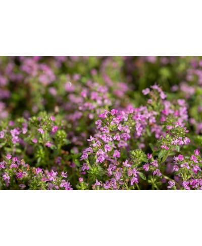 Macierzanka wczesna 'Red Carpet' (Thymus praecox)