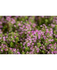 Macierzanka wczesna 'Red Carpet' (Thymus praecox)