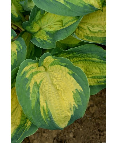 Funkia ‘Great Expectations’ (Hosta)