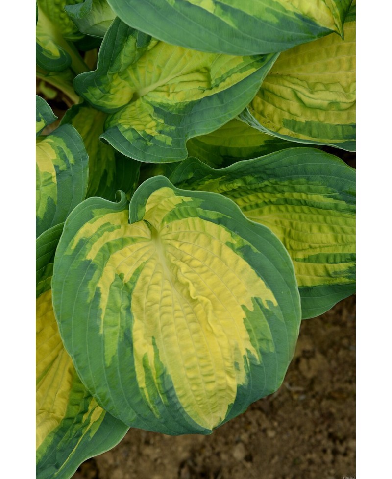 Funkia ‘Great Expectations’ (Hosta)