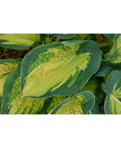 Funkia ‘Great Expectations’ (Hosta)